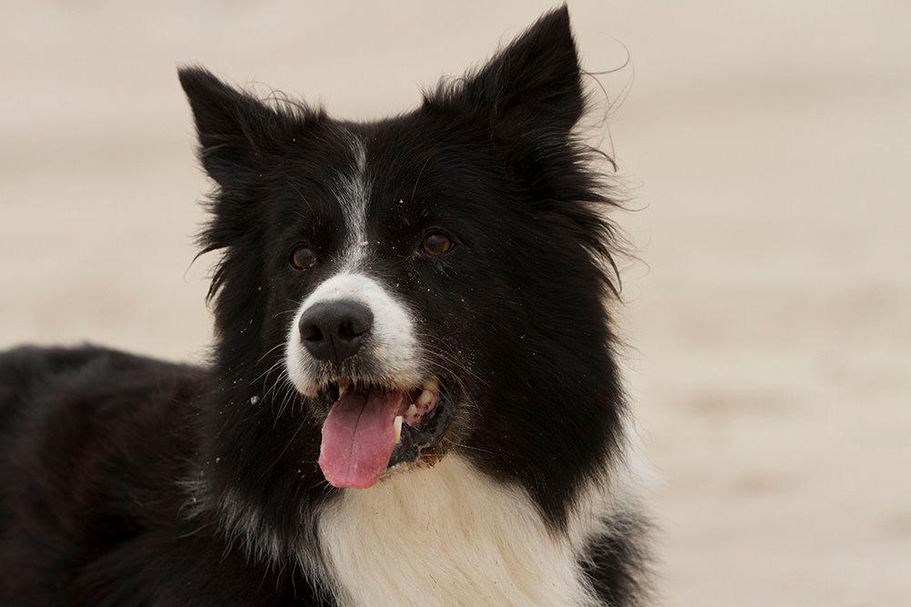 Border collie Himmelhund Joey billede 6