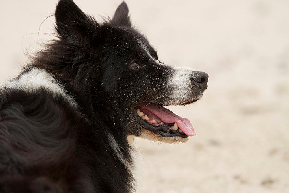 Border collie Himmelhund Joey billede 7