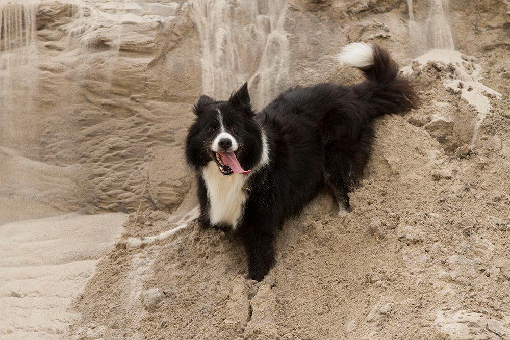 Border collie Himmelhund Joey billede 8