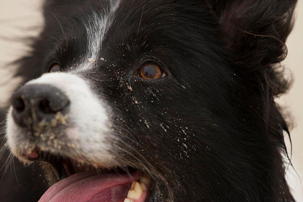 Border collie Himmelhund Joey billede 9
