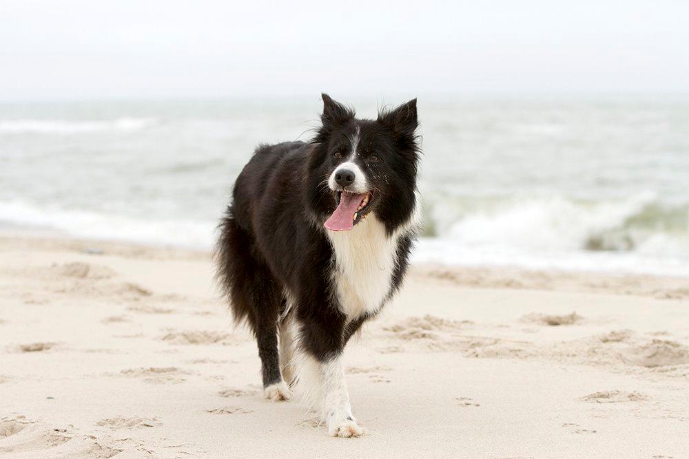 Border collie Himmelhund Joey billede 3