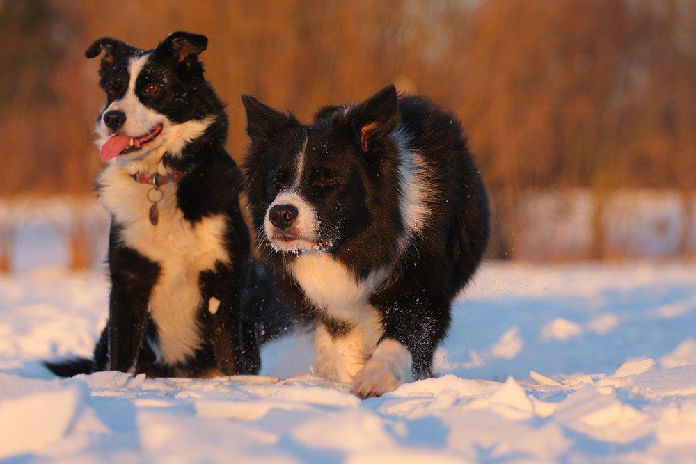 Border collie Himmelhund Joey billede 11