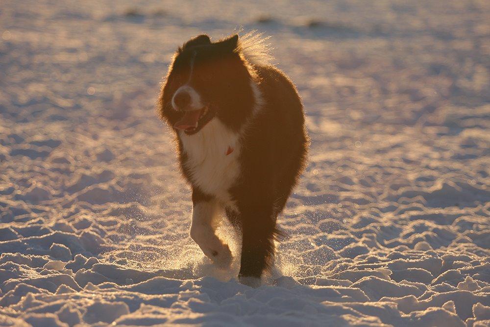 Border collie Himmelhund Joey billede 12