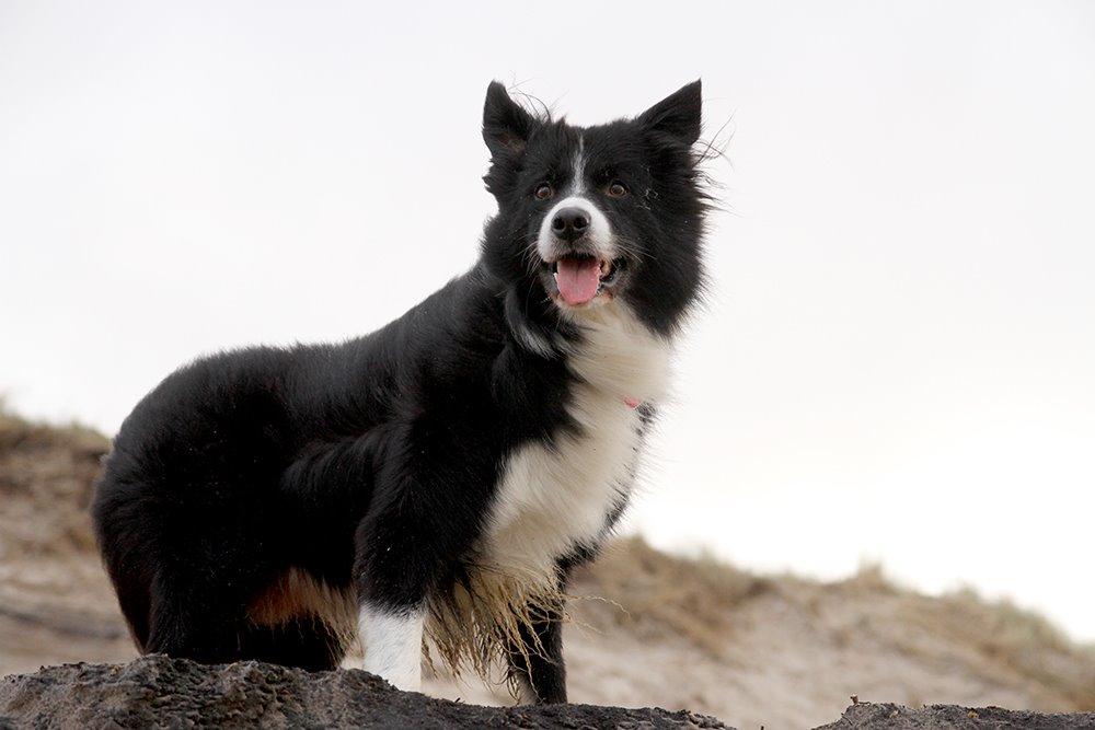 Border collie Himmelhund Joey billede 13