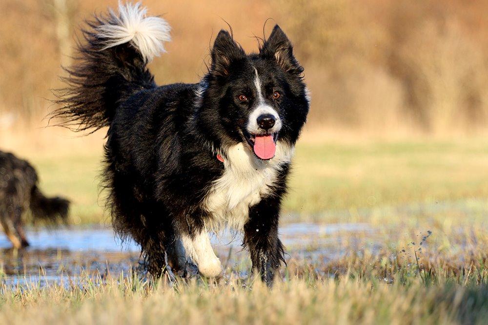 Border collie Himmelhund Joey billede 14