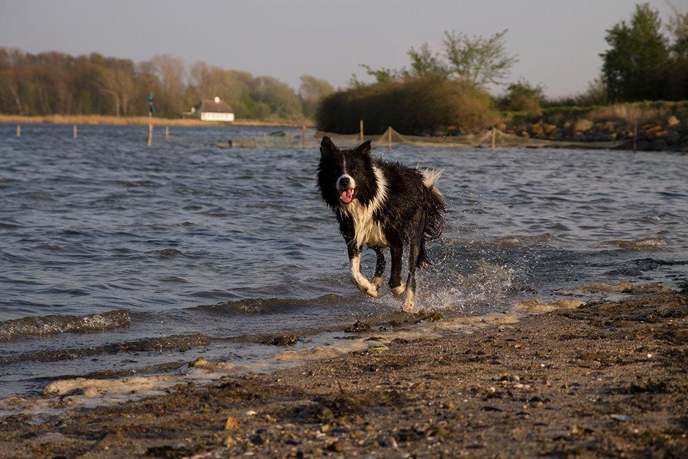 Border collie Himmelhund Joey billede 4