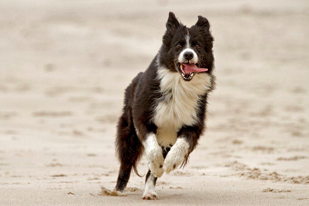 Border collie Himmelhund Joey billede 2