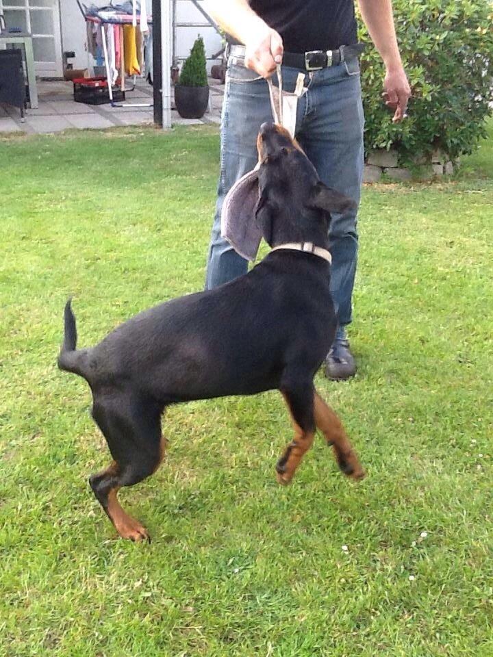 Rottweiler Tiva billede 2