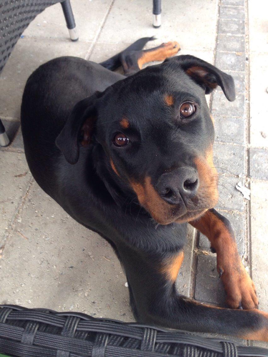 Rottweiler Tiva billede 1