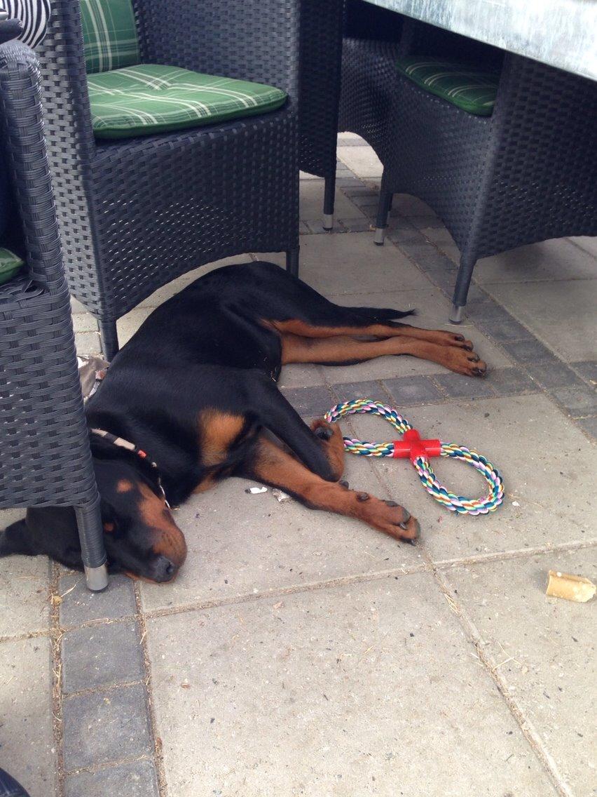 Rottweiler Tiva billede 4