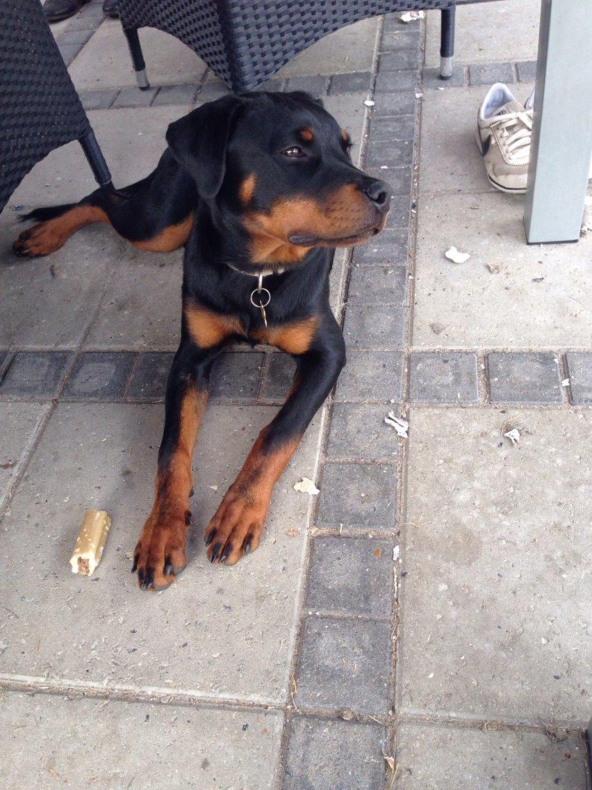 Rottweiler Tiva billede 3