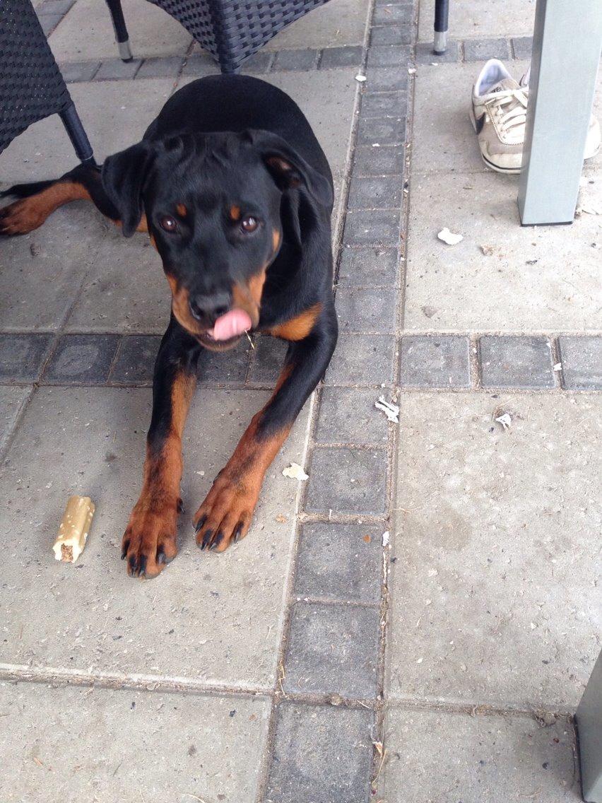 Rottweiler Tiva billede 5