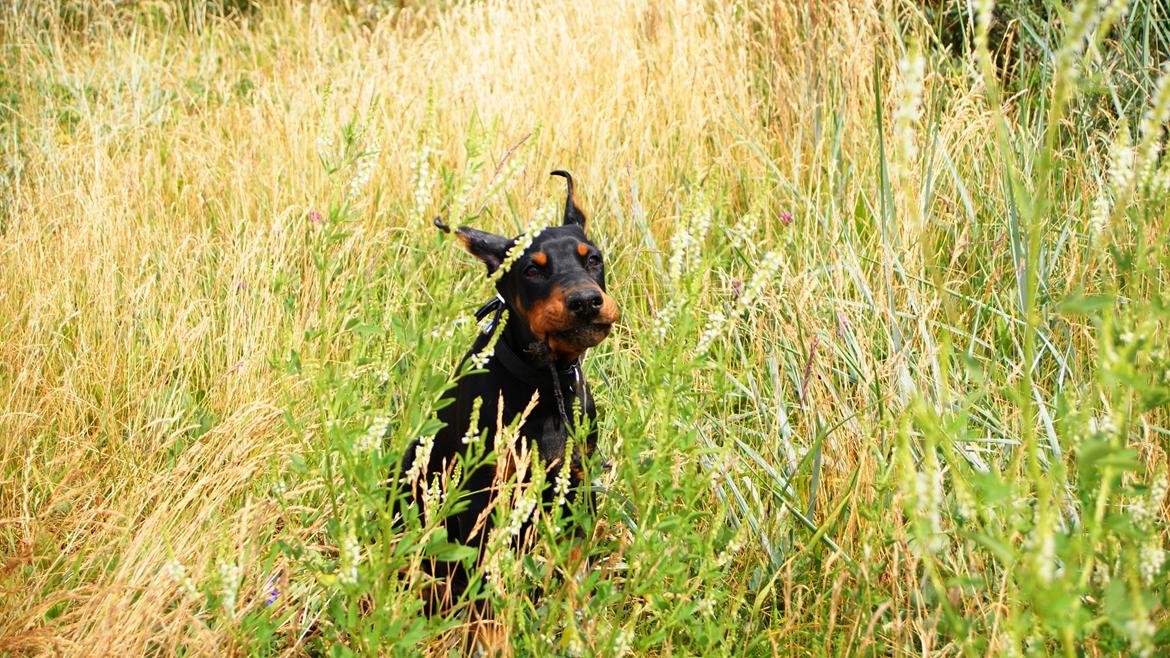 Dobermann Tahi-réme Nikon / Nooka billede 43