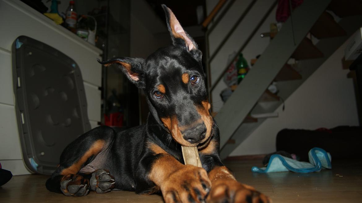 Dobermann Tahi-réme Nikon / Nooka billede 45
