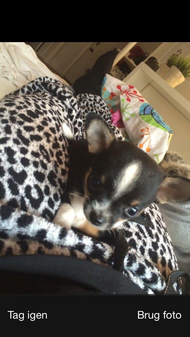 Chihuahua Akila billede 1