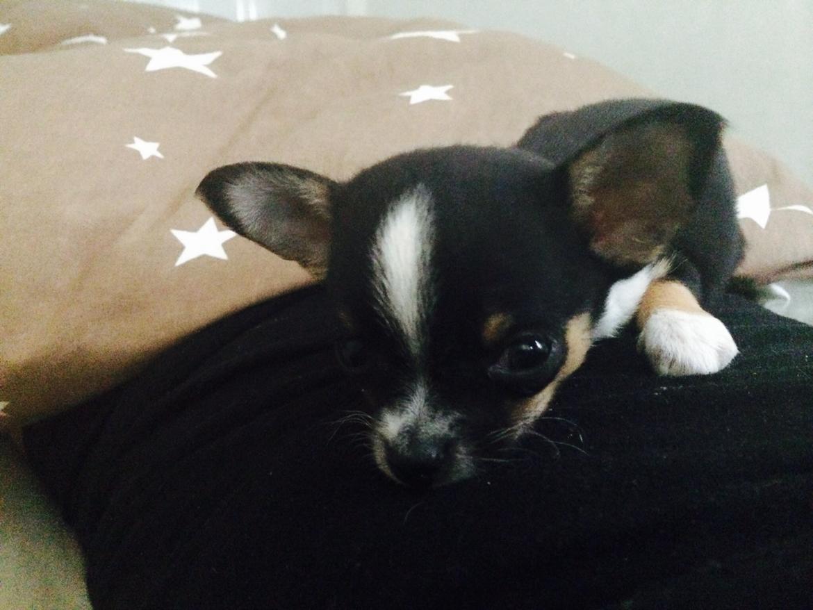 Chihuahua Akila billede 2