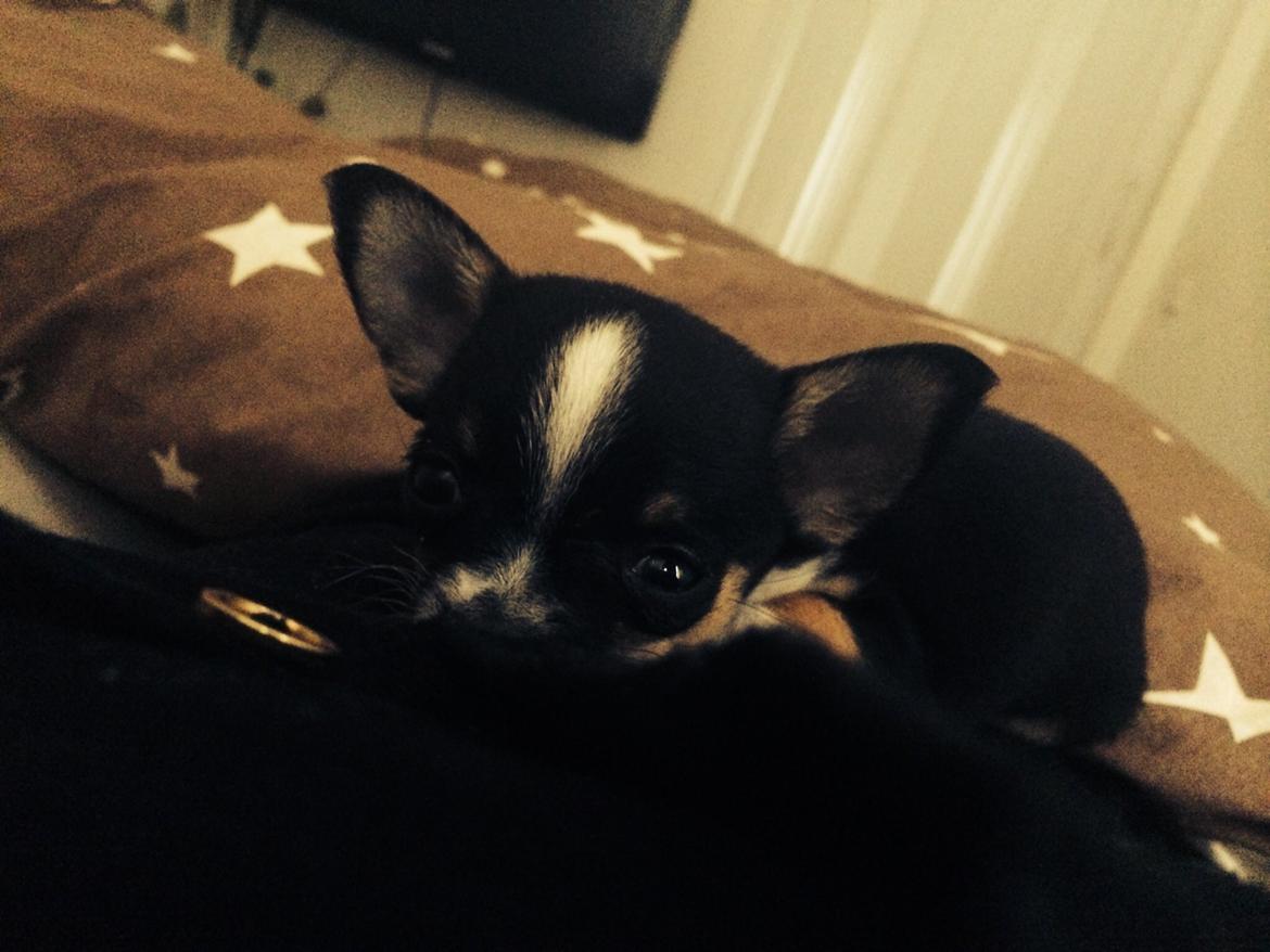 Chihuahua Akila billede 3