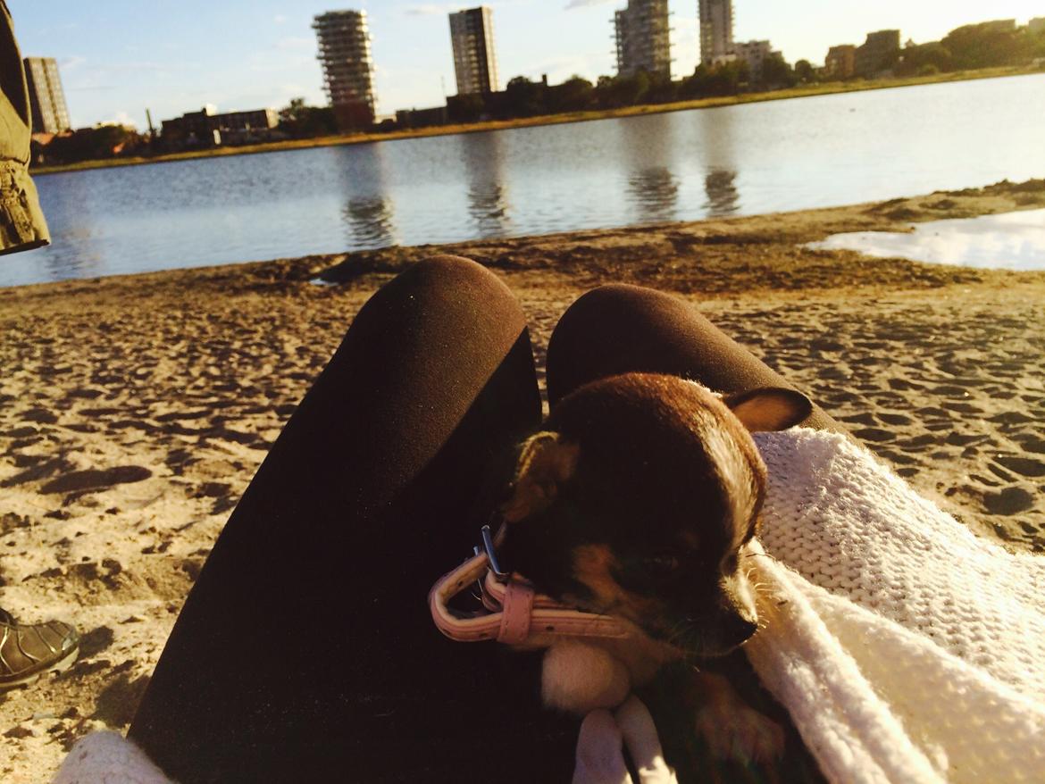 Chihuahua Akila billede 4