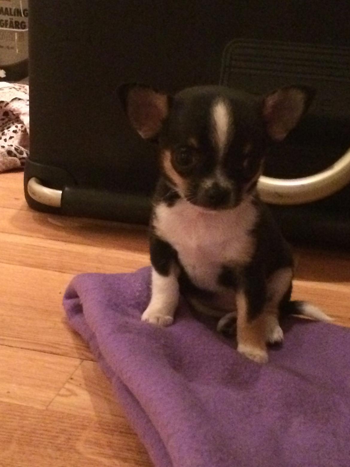 Chihuahua Akila billede 5