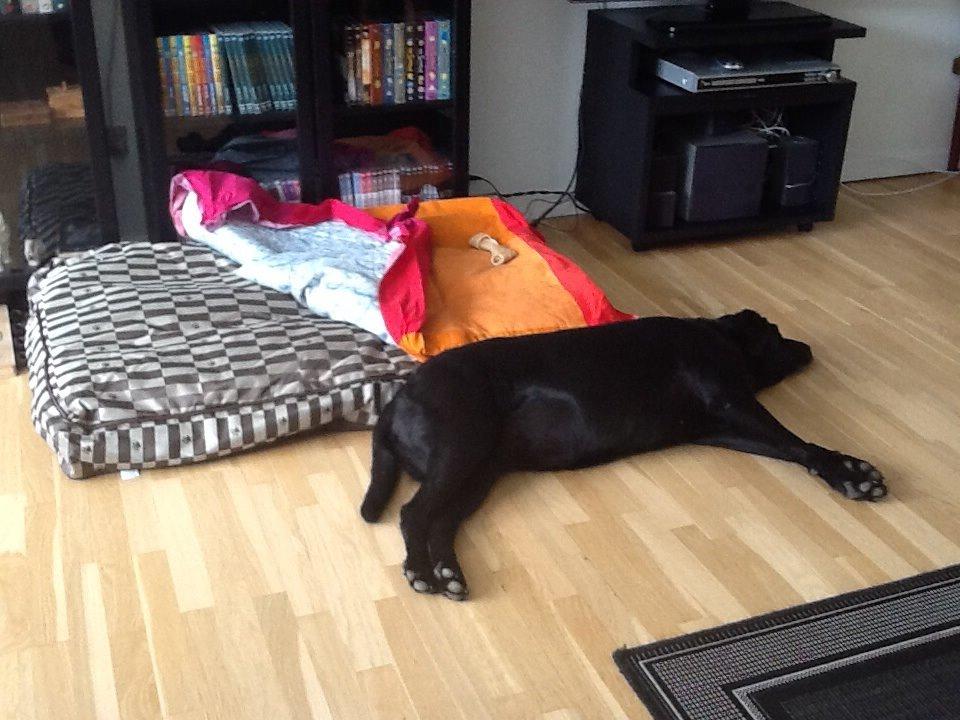 Labrador retriever Rana Schirmer  billede 9