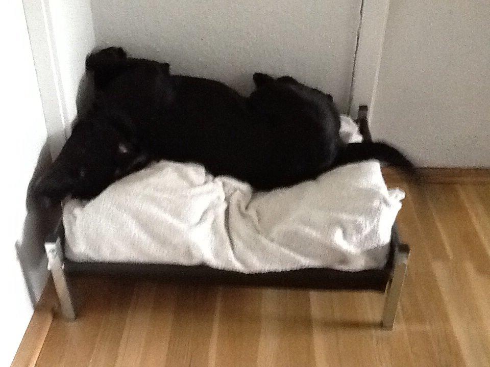 Labrador retriever Rana Schirmer  billede 10