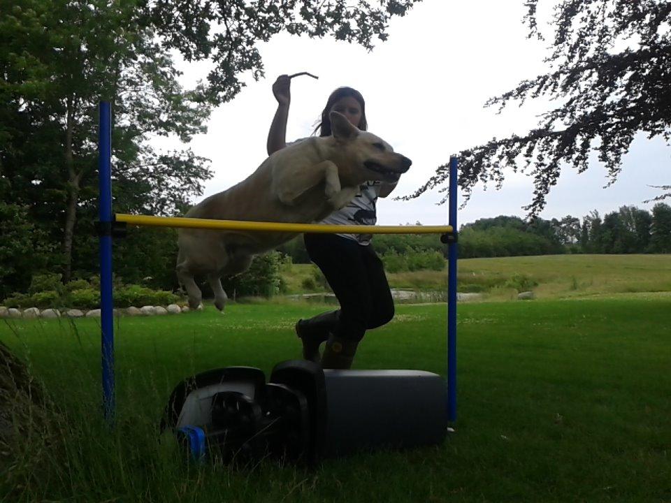 Labrador retriever Bessie billede 18