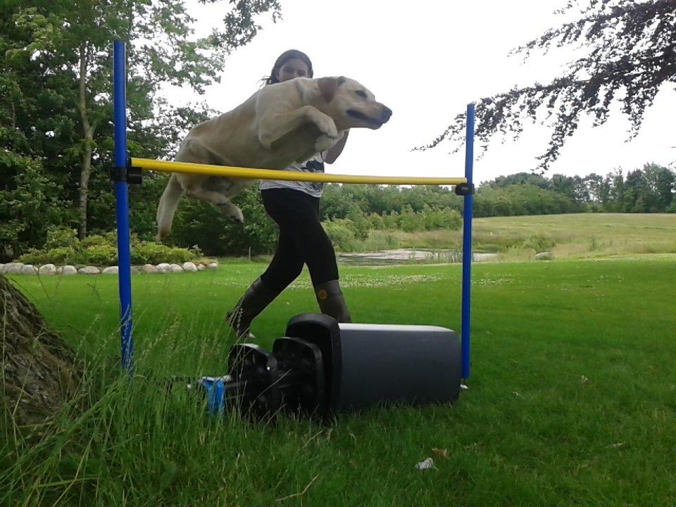 Labrador retriever Bessie billede 8