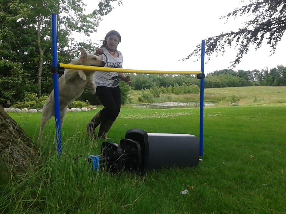 Labrador retriever Bessie billede 11