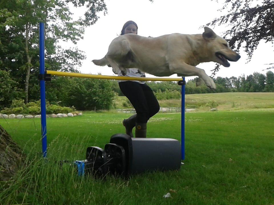 Labrador retriever Bessie billede 6