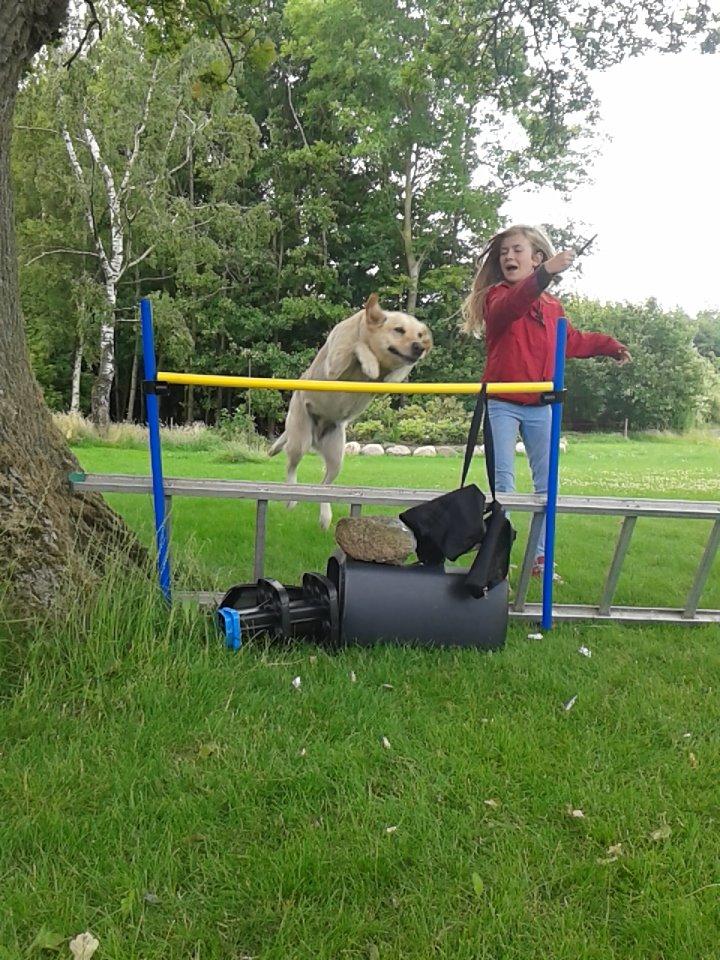 Labrador retriever Bessie - Malou springer med Bessie billede 3