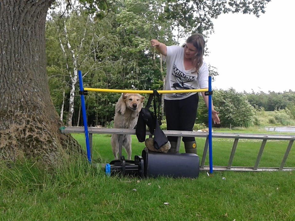 Labrador retriever Bessie billede 19