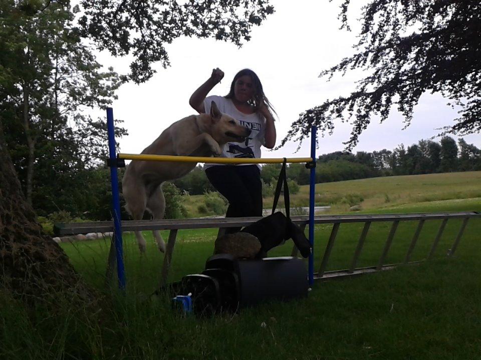 Labrador retriever Bessie billede 15