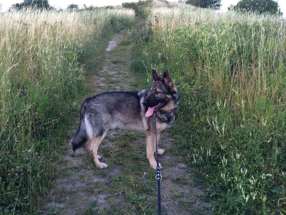 Schæferhund Tyson billede 17