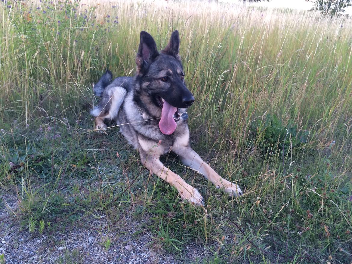 Schæferhund Tyson billede 18