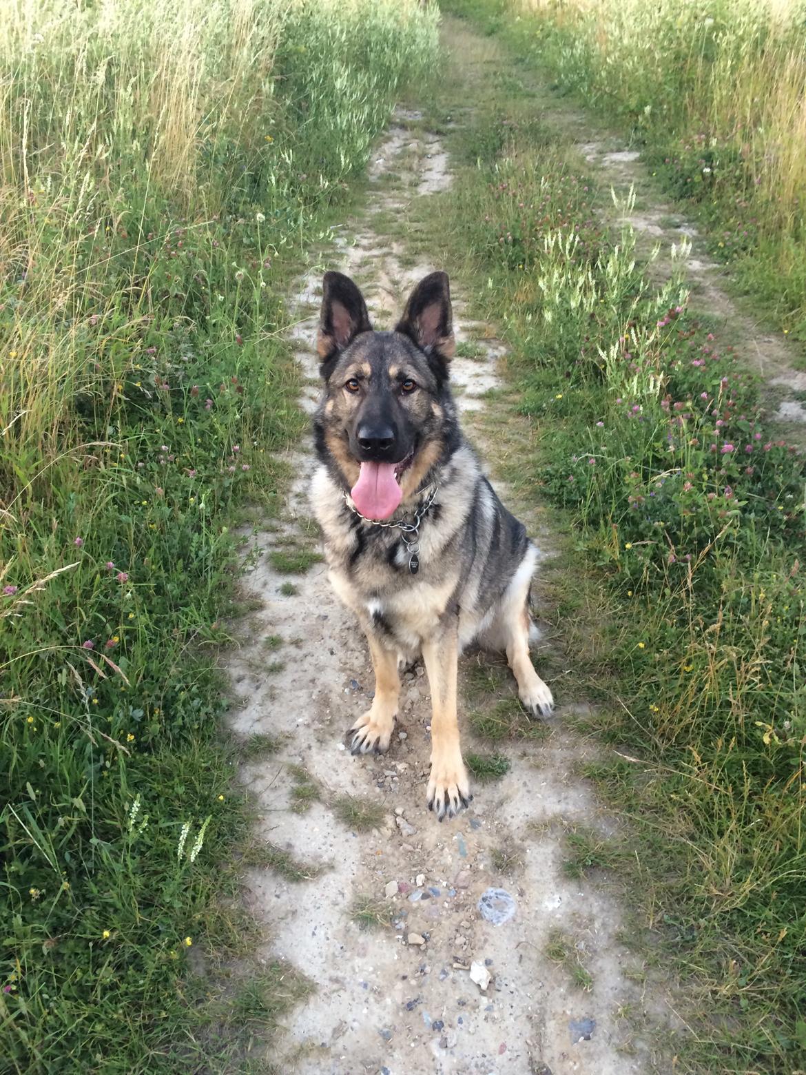 Schæferhund Tyson billede 1