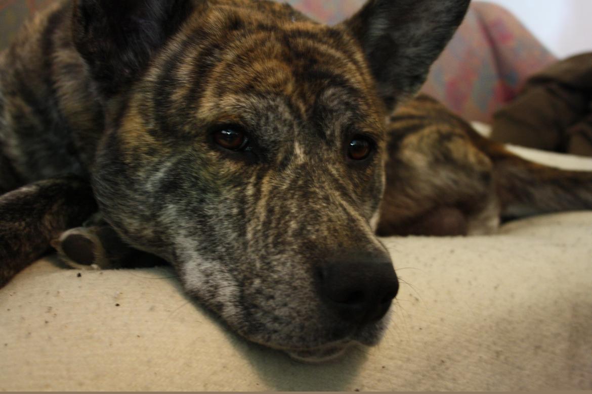 Blanding af racer Kasper - på besøg hos min far i Sverige forår 2014 billede 7