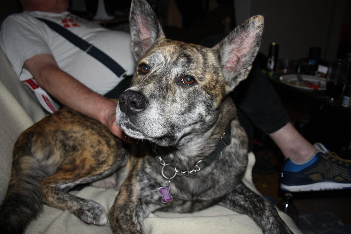 Blanding af racer Kasper - på besøg hos min far i Sverige forår 2014 billede 17