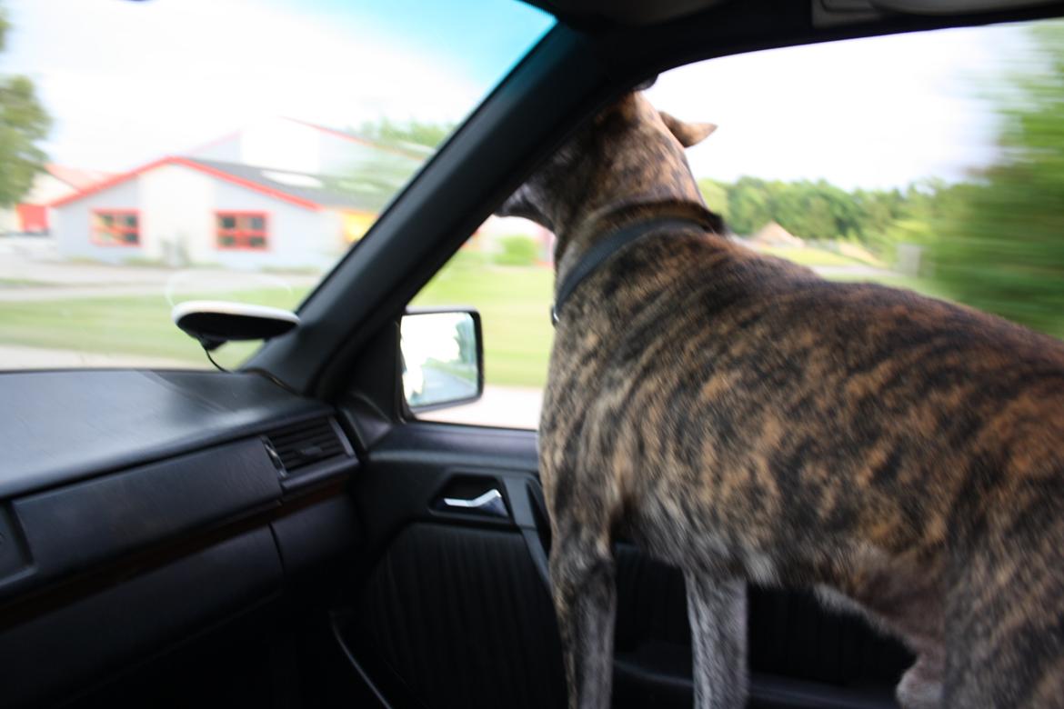 Blanding af racer Kasper - sommer 2014 normal køretur billede 8