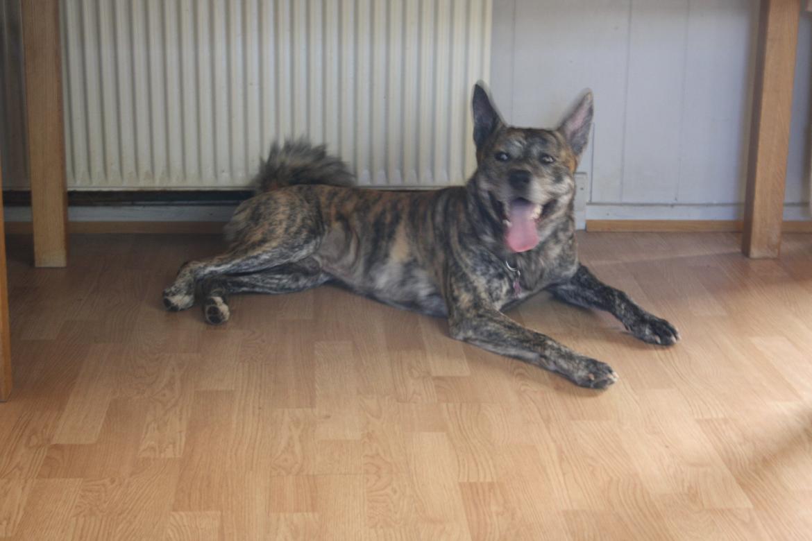 Blanding af racer Kasper - på besøg hos mine bedstforældre forår 2014 billede 9