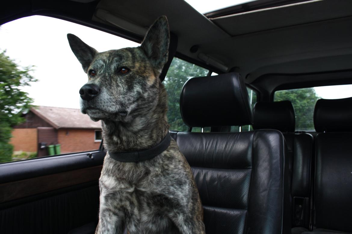 Blanding af racer Kasper - køretur sommer 2014 billede 10