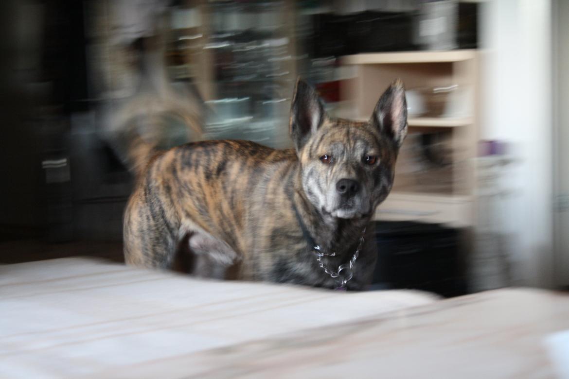 Blanding af racer Kasper - hos min mor sommer 2014 billede 11