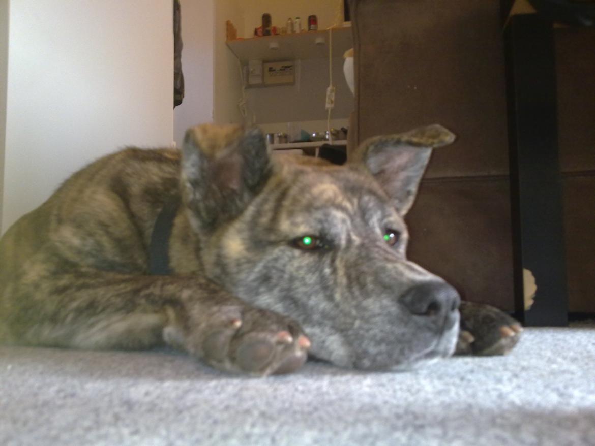 Blanding af racer Kasper - min dejlige dreng billede 33