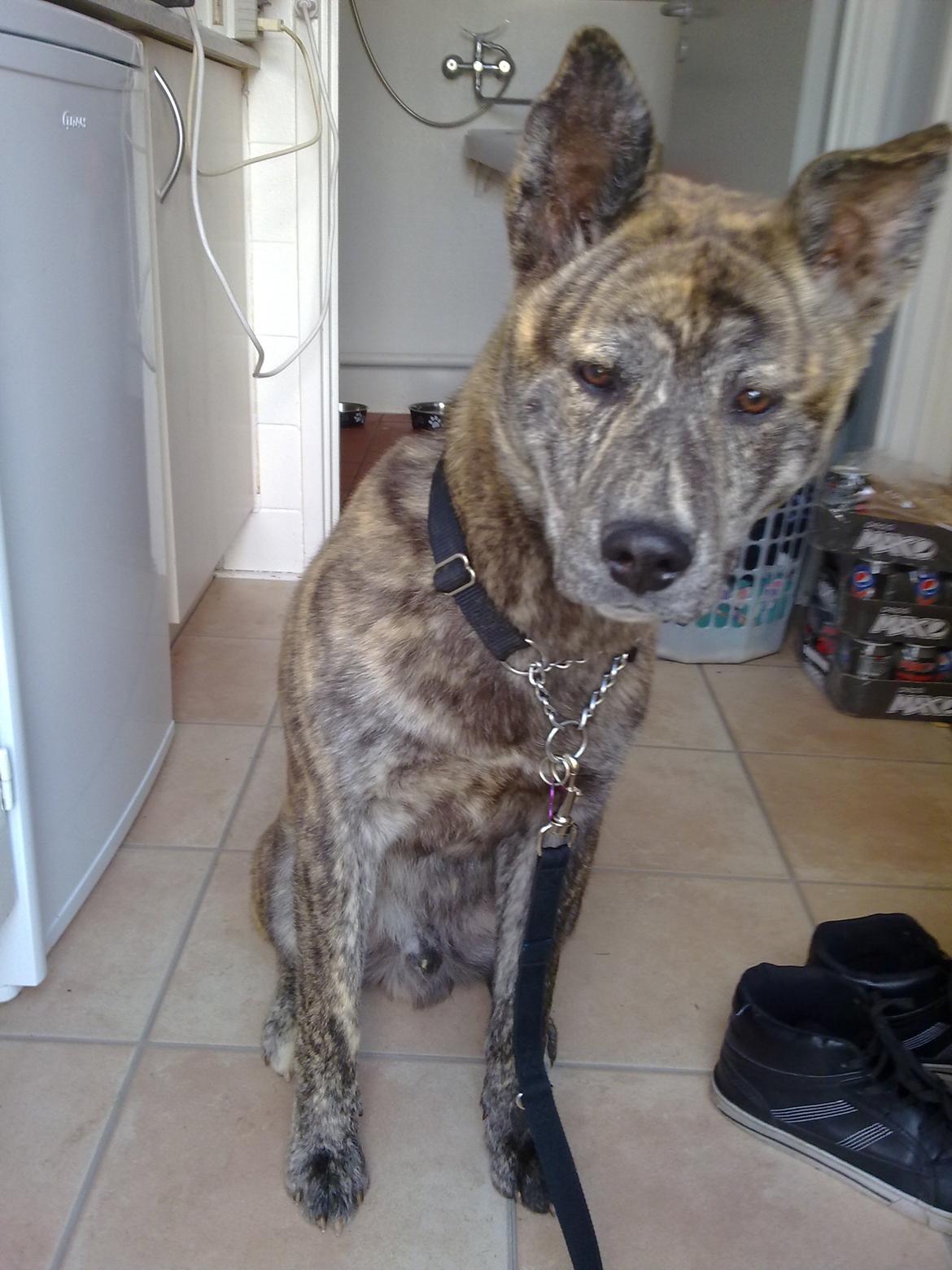 Blanding af racer Kasper - far er der farligt derude billede 32