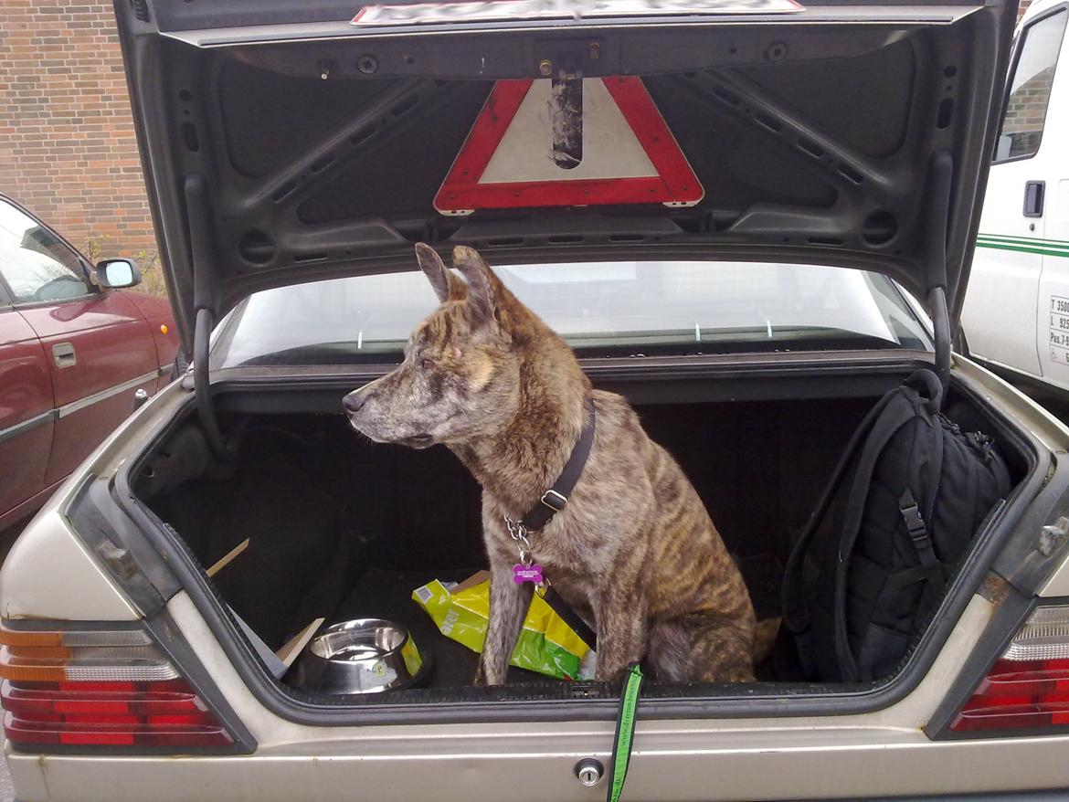 Blanding af racer Kasper - i forrige bil billede 31