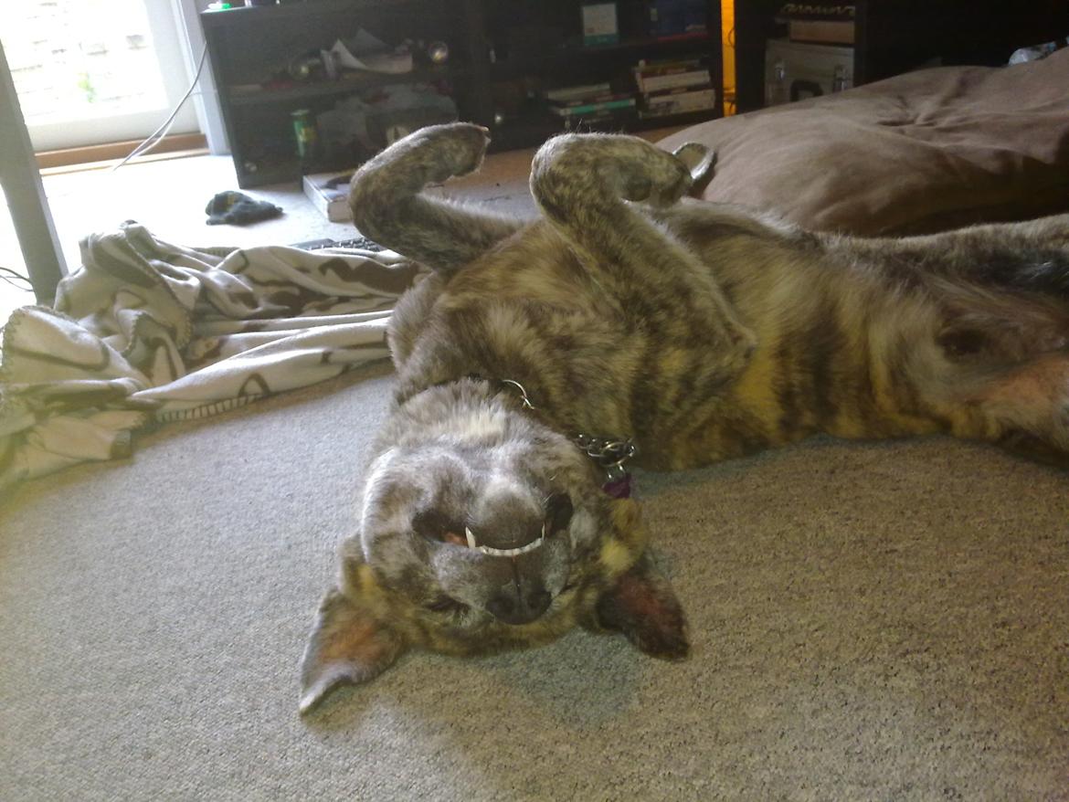 Blanding af racer Kasper - kælepot billede 28