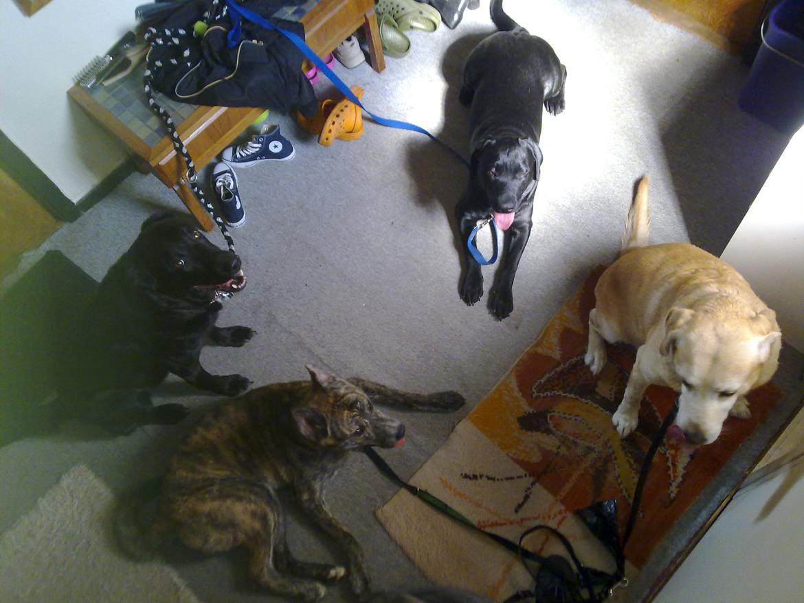 Blanding af racer Kasper - familie gå tur billede 27