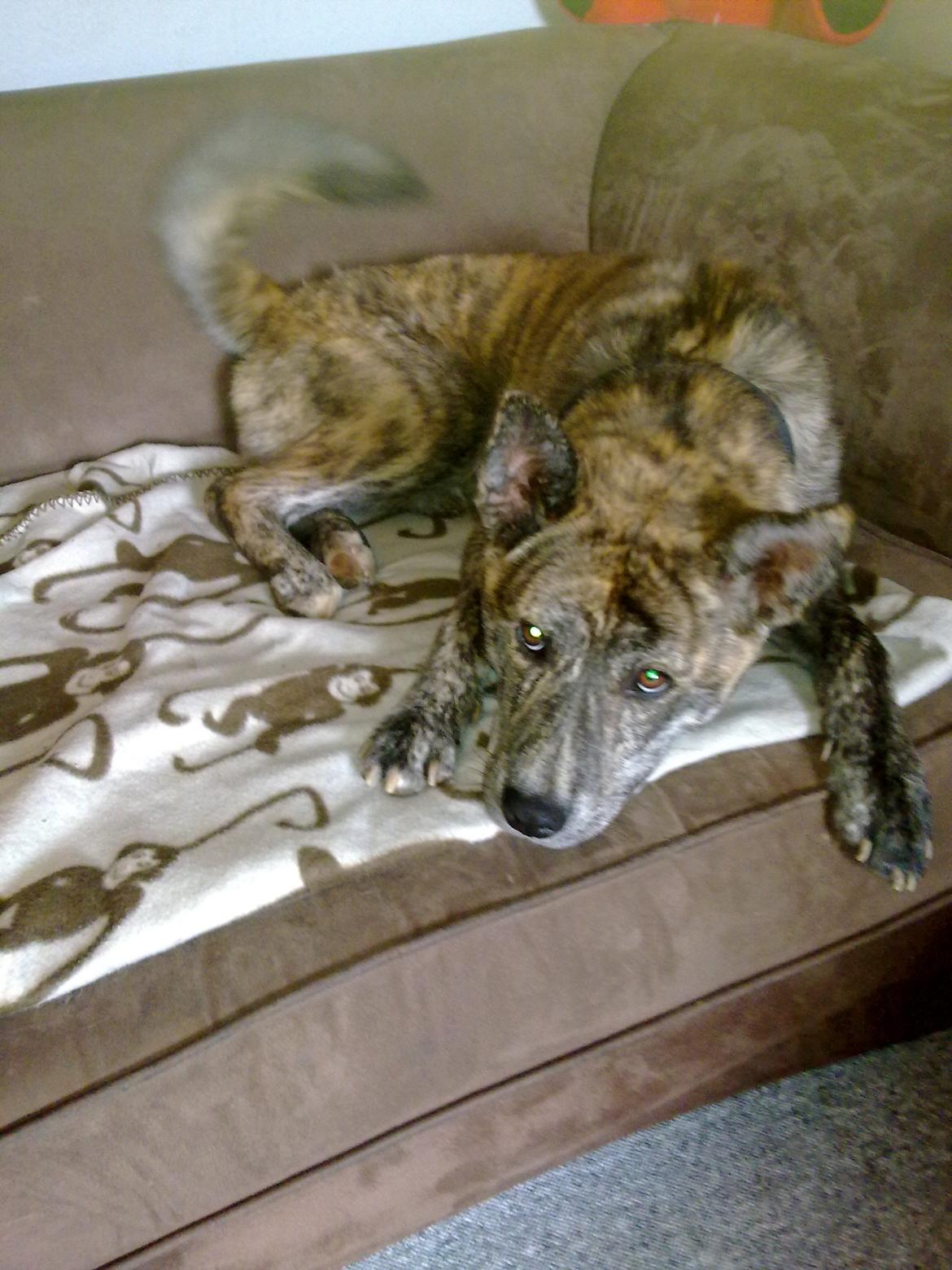 Blanding af racer Kasper - ligger og ser smuk ud billede 16