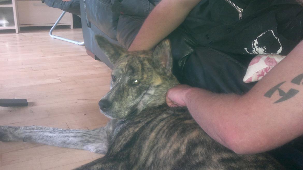 Blanding af racer Kasper - lige da jeg havde fået ham billede 25