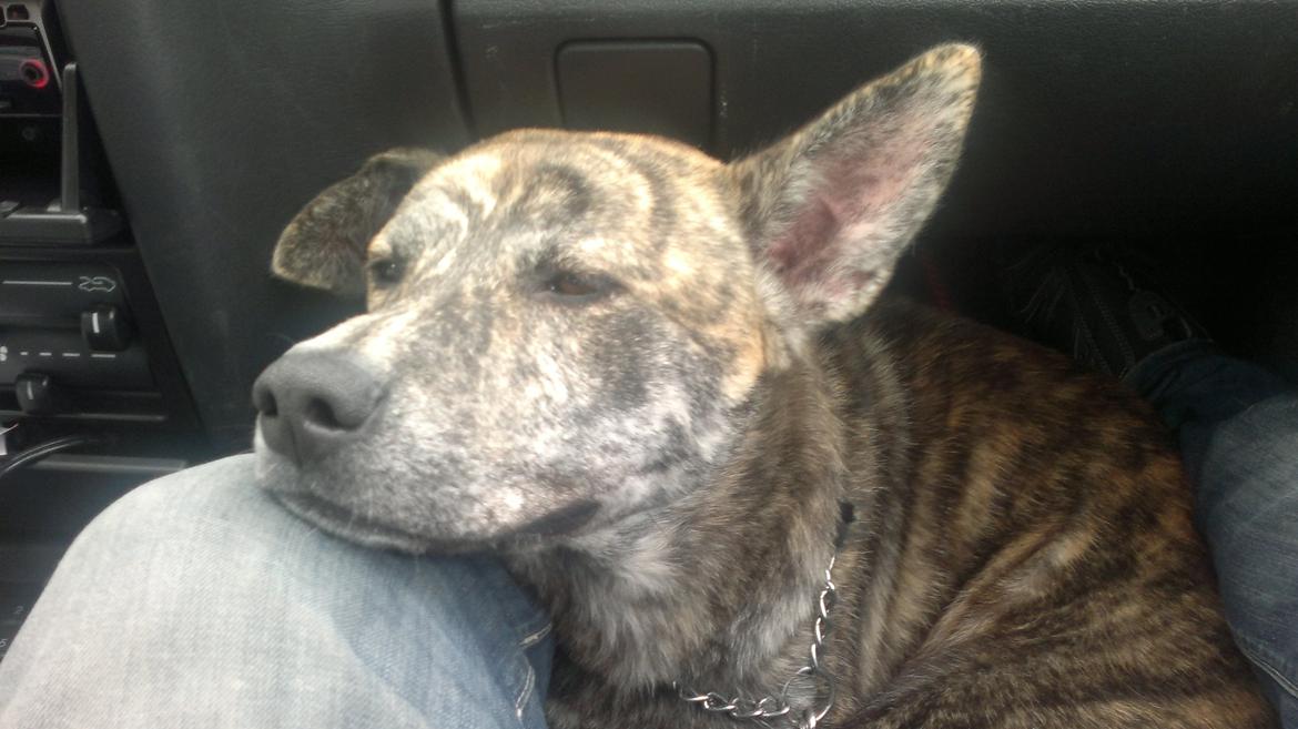 Blanding af racer Kasper - køretur billede 24