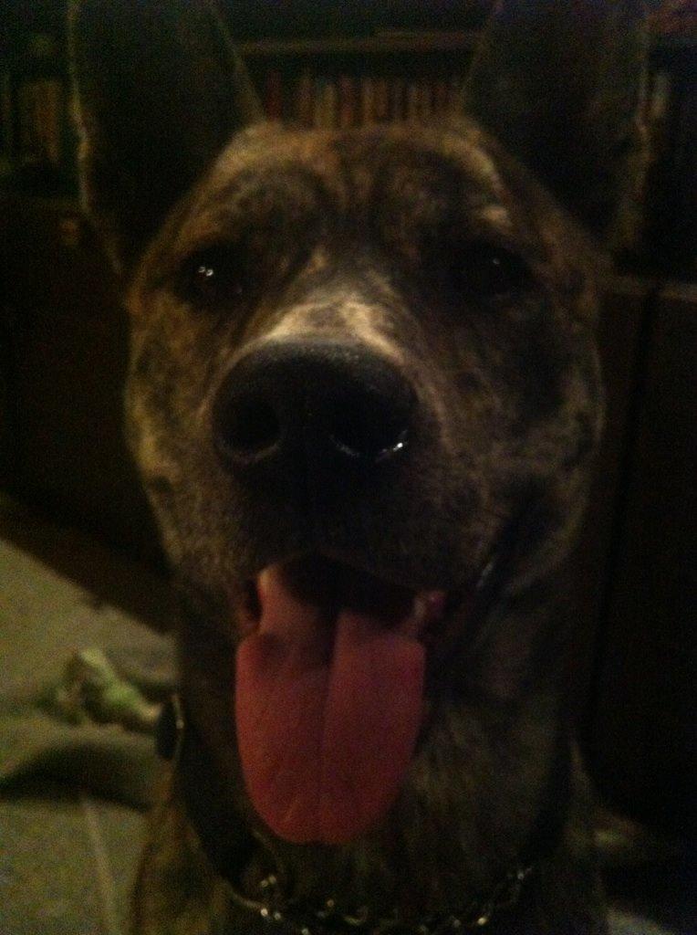 Blanding af racer Kasper - ballademageren billede 23